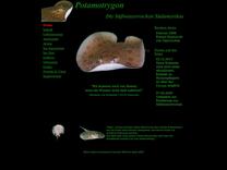 Potamotrygon - Im Aquarium - Rochenstiche