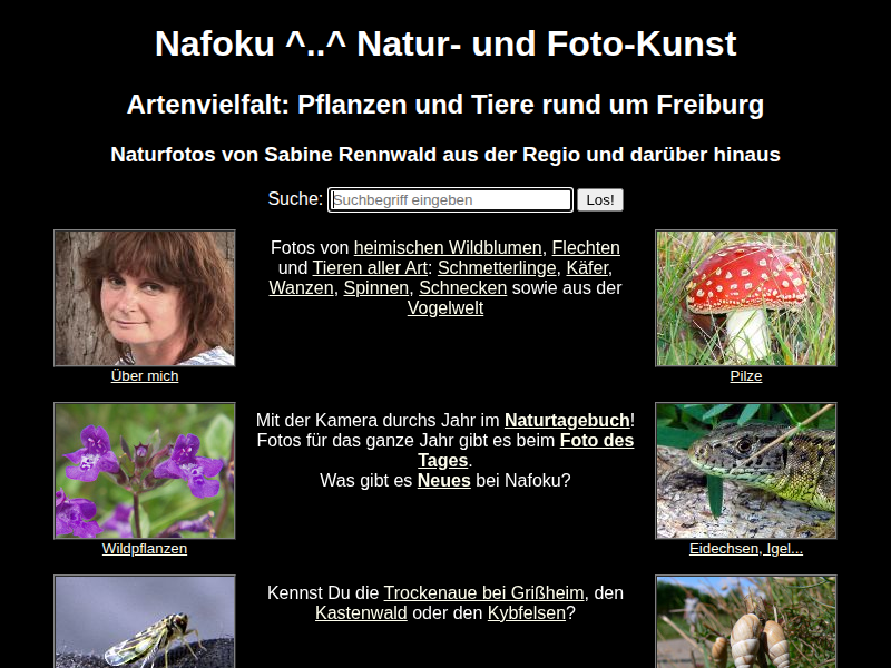 Foto von Consolida regalis, Acker-Rittersporn - Habitus - Hahnenfußgewächse