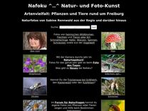 Beschreibung, Fotos, Lebensraum und Nahrung vom Kleinen Feuerfalter Lycaena phlaeas