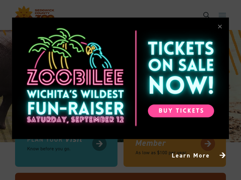Bitesize Bonus: Koi Fish – Sedgwick County Zoo