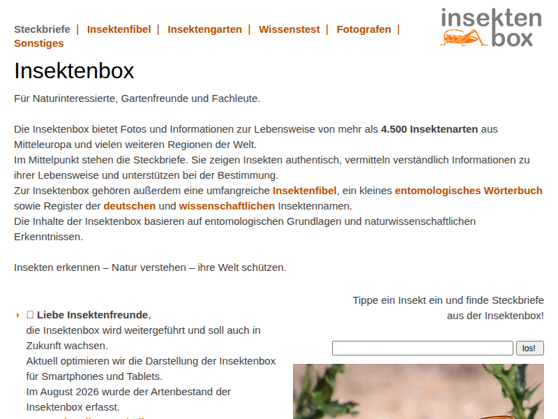 Insektenbox: Kohl-Blattspanner