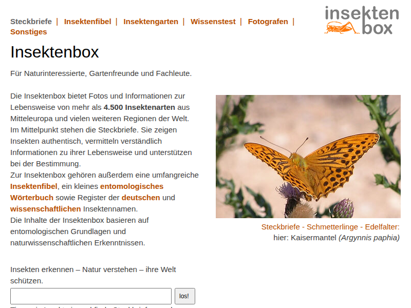 Insektenbox: Weiße Dame